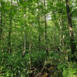 Įsigijome atogrąžų miškus primenantis mišką Raseinių rajone, kad jį apsaugoti