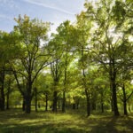 View of bAntraštės tekstaseautiful oak grove in summer