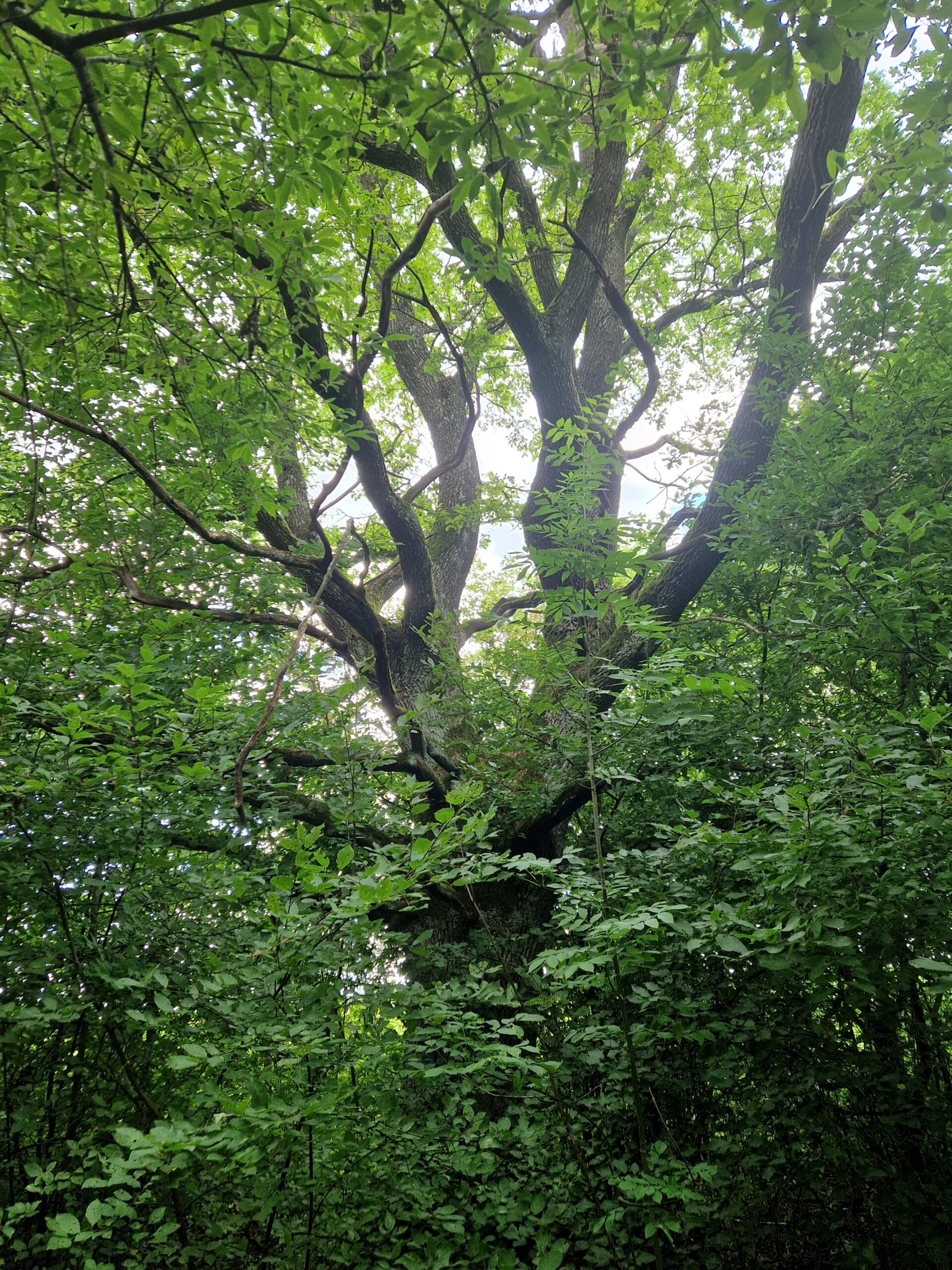 9.5 ha miško Kaišiadorių rajone