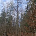 Išsaugotas ąžuolynas