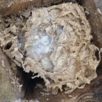 Senojo inkilo valymas prieš pavasario sezoną